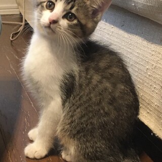 ミルクから育てたふわふわ2にゃん