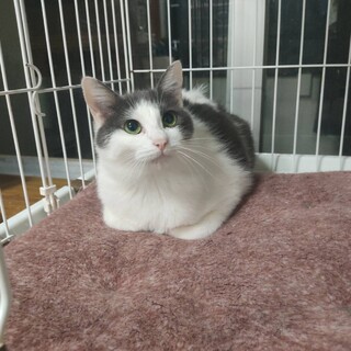 美猫ハモちゃん♀