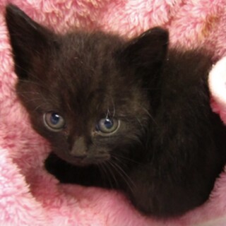 里親様決定か団体様引き出し確認中。子猫♀028