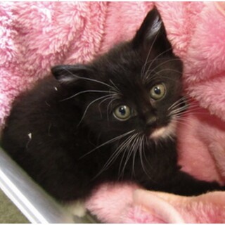 里親様決定か団体様引き出しか確認中。子猫♂029