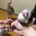 人が大好き！ラブラブ桜•白文鳥ペア達！！