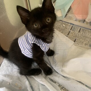 可愛いお手伝いさん黒猫だいもす君　