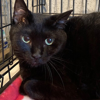 【募集一時停止中】ねむそうなお目目！めかぶちゃん！