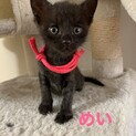 人気の黒猫　【トライアル決定】