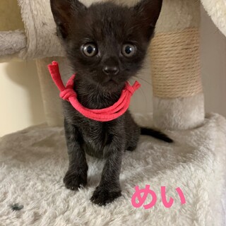 人気の黒猫　【トライアル決定】