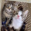 可愛い仔猫2か月♀