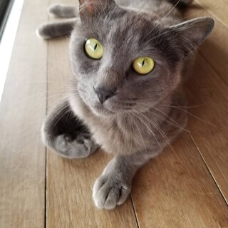 グレー系 ★ ブリくん