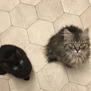 可愛い長毛短毛の兄妹です