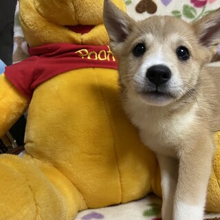 はつきちゃん813☆甘えん坊の５兄妹