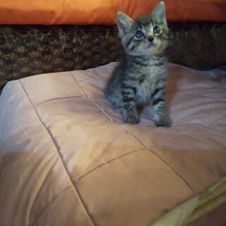 段ボール遺棄子猫兄弟