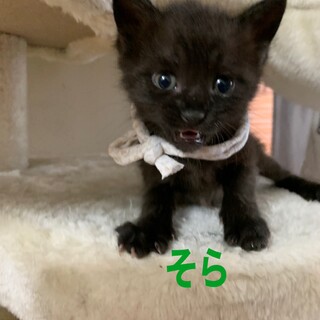 人気の黒猫(約1ヶ月)✨男の子！乳飲み子から