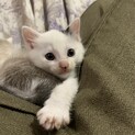 猫村さん似！元気な5週齢の男の子