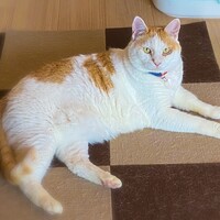 レオ♂