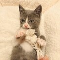 白グレーのハチワレちゃん