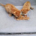 茶トラのキュートな子猫ちゃんです！