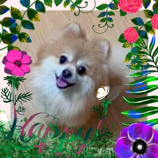 元気なポメラニアンの男の子【ライムくん】