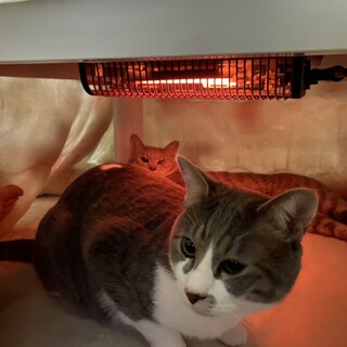 シャイで甘えん坊な元気な男の子