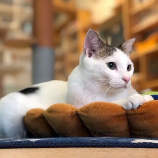 叶歩(かほ)くんと一緒にくすっと笑える日常を