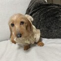 ワイヤーダックス8歳
