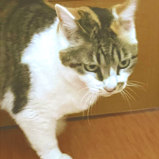 颯爽クールなミケ婆さん