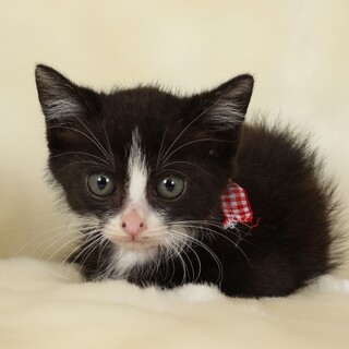 生後3週間の女の子