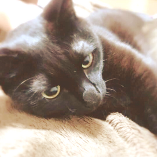 ゴロゴロあまえんぼ黒猫ジジ