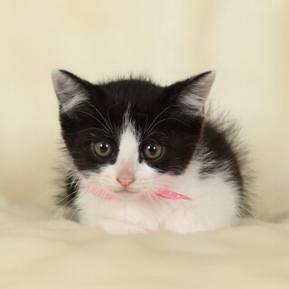 生後3週間の女の子