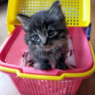 可愛い子です！ 新しい家族募集です