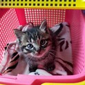 可愛い子です！ 新しい家族募集中