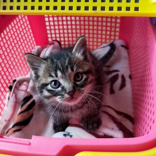 可愛い子です！ 新しい家族募集中