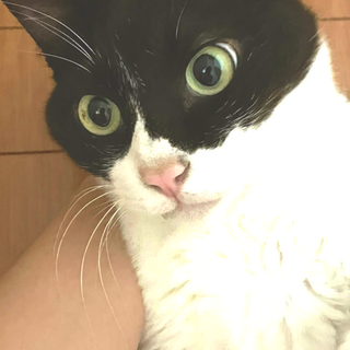 凛々しいハチワレにゃんこ