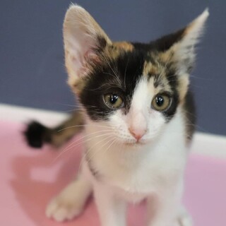 まるまる太った可愛らしい三毛猫ちゃんです