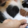 まるまる太った可愛らしい三毛猫ちゃんです サムネイル2