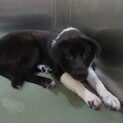飼い主決定！保健所収容：仮名・ゆうき♂