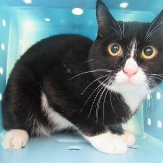 飼い主が決まりました！保健所収容：仮名・ブック♂