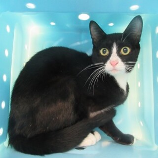 飼い主決定！保健所収容：仮名・あや♀