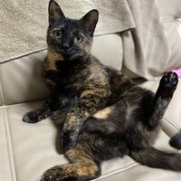 ムギ