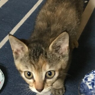 子猫2ヶ月キジの女の子