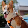 若さいっぱい！元気いっぱい！甘えん坊ぽーたくん☆ サムネイル3