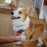 若さいっぱい！元気いっぱい！甘えん坊ぽーたくん☆ サムネイル5