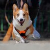 若さいっぱい！元気いっぱい！甘えん坊ぽーたくん☆ サムネイル6