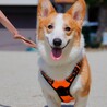 若さいっぱい！元気いっぱい！甘えん坊ぽーたくん☆ サムネイル7