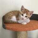 子猫里親募集