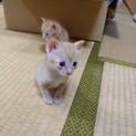 茶トラ兄弟