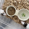 パンダマウスペア