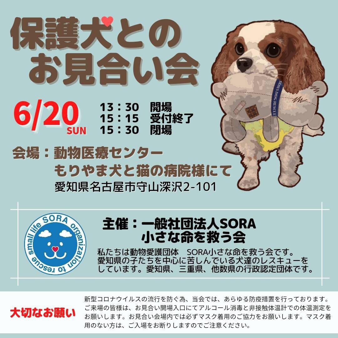 名古屋市守山区:保護犬の」（一般社団法人SORA 小さな命を救う会の 