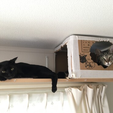 嫌な予感が的中。娘が猫アレルギーに…ﾄﾎﾎ…