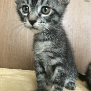 元気な甘えん坊のサバトラちゃん