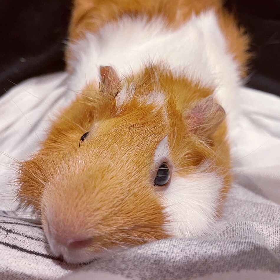 モモのカバー写真