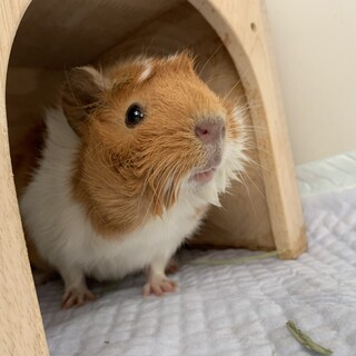 人懐こいモルモット